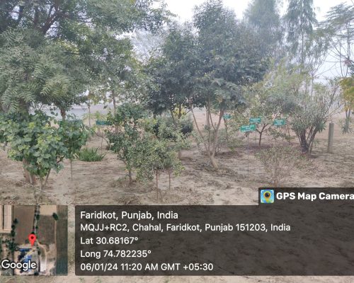herbal garden (2)